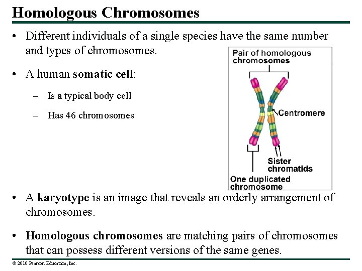 Homologous Chromosomes • Different individuals of a single species have the same number and