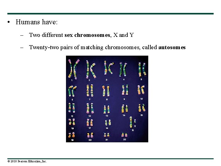  • Humans have: – Two different sex chromosomes, X and Y – Twenty-two