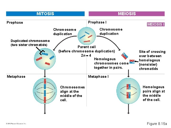 MITOSIS MEIOSIS Prophase I Prophase Chromosome duplication Duplicated chromosome (two sister chromatids) Chromosome duplication