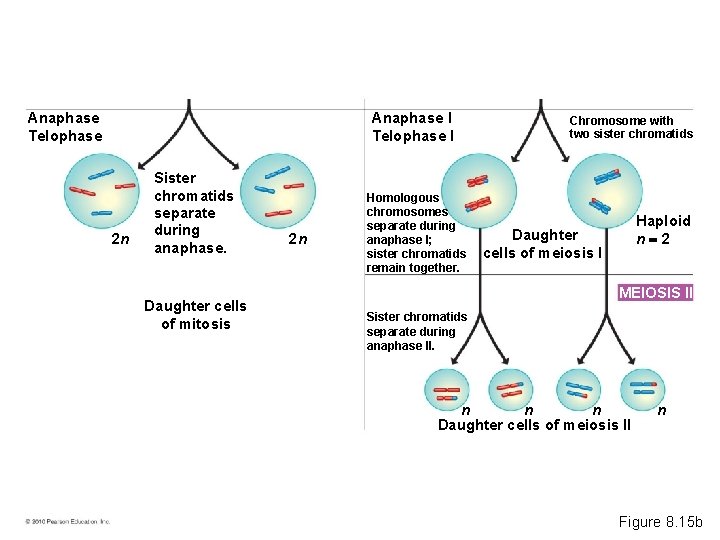 Anaphase I Telophase I Anaphase Telophase 2 n Sister chromatids separate during anaphase. Daughter