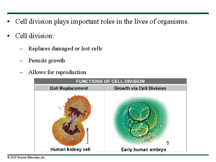  • Cell division plays important roles in the lives of organisms. • Cell