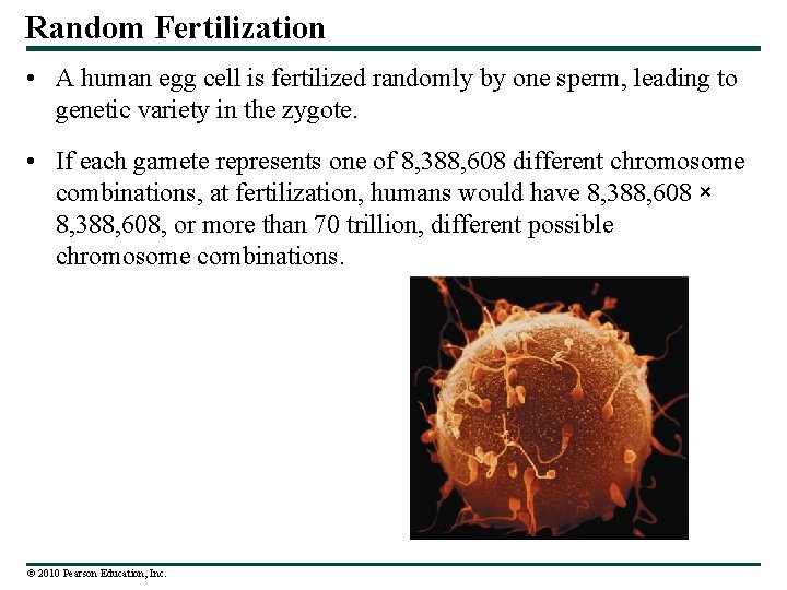 Random Fertilization • A human egg cell is fertilized randomly by one sperm, leading