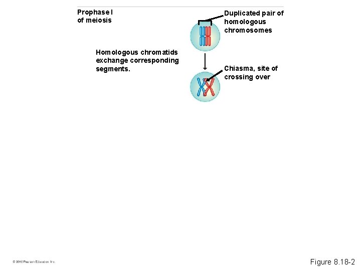Prophase I of meiosis Homologous chromatids exchange corresponding segments. Duplicated pair of homologous chromosomes