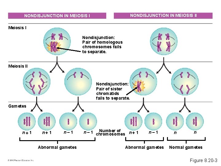NONDISJUNCTION IN MEIOSIS II NONDISJUNCTION IN MEIOSIS I Meiosis I Nondisjunction: Pair of homologous