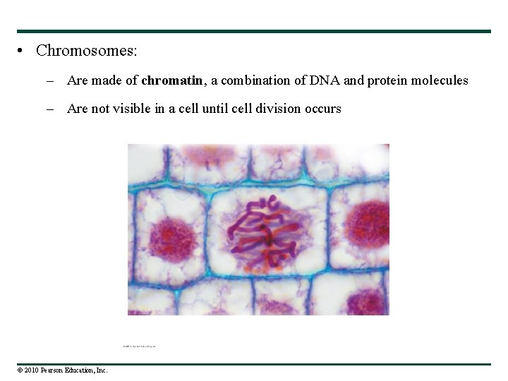  • Chromosomes: – Are made of chromatin, a combination of DNA and protein