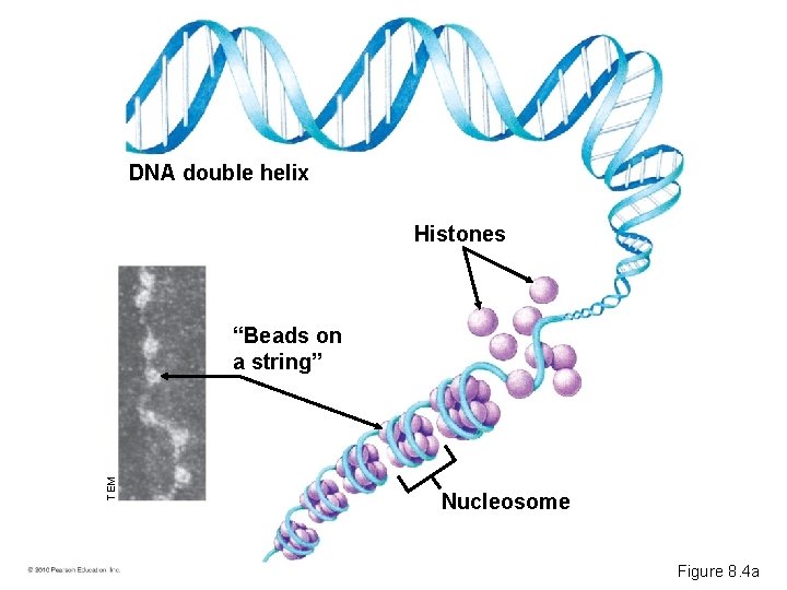 DNA double helix Histones TEM “Beads on a string” Nucleosome Figure 8. 4 a