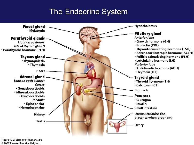 The Endocrine System 