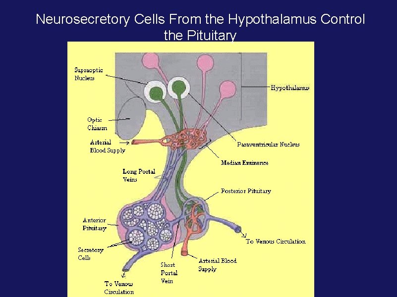 Neurosecretory Cells From the Hypothalamus Control the Pituitary 
