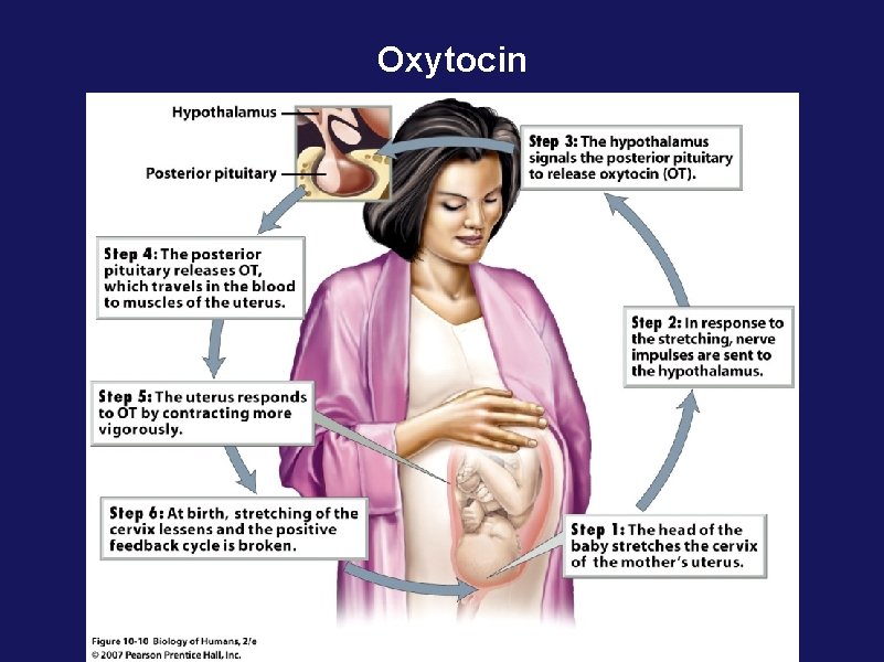 Oxytocin 