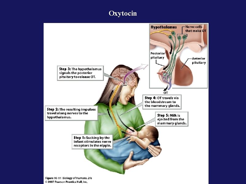 Oxytocin 