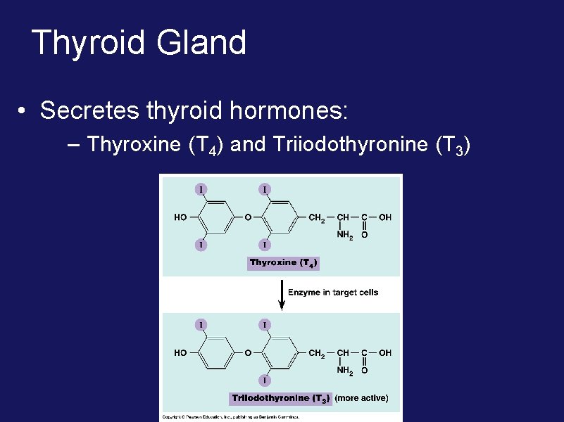 Thyroid Gland • Secretes thyroid hormones: – Thyroxine (T 4) and Triiodothyronine (T 3)