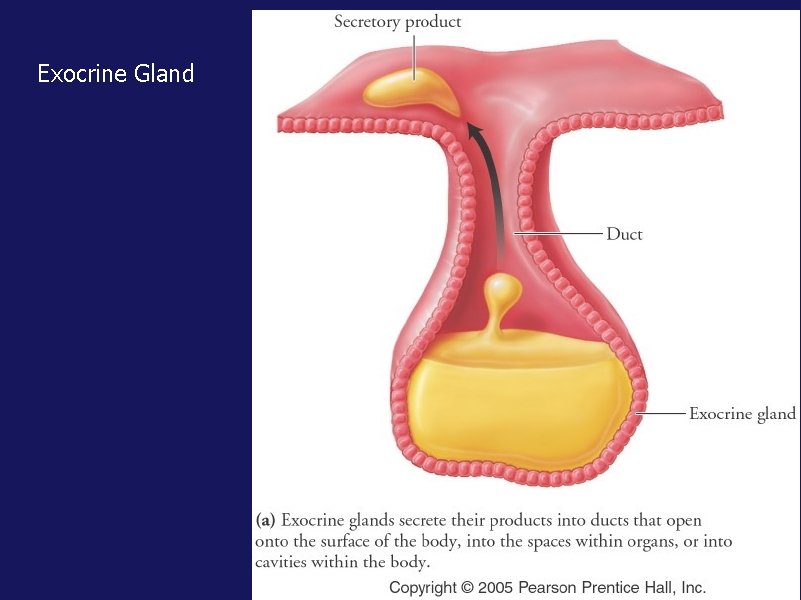 Exocrine Gland 
