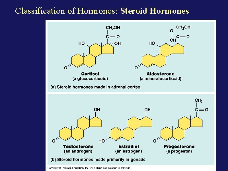 Classification of Hormones: Steroid Hormones 