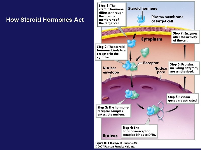 How Steroid Hormones Act 