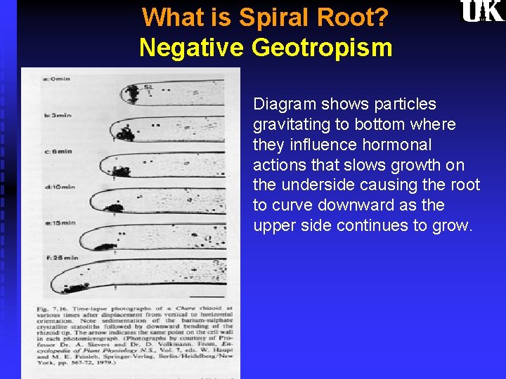 What is Spiral Root? Negative Geotropism Diagram shows particles gravitating to bottom where they