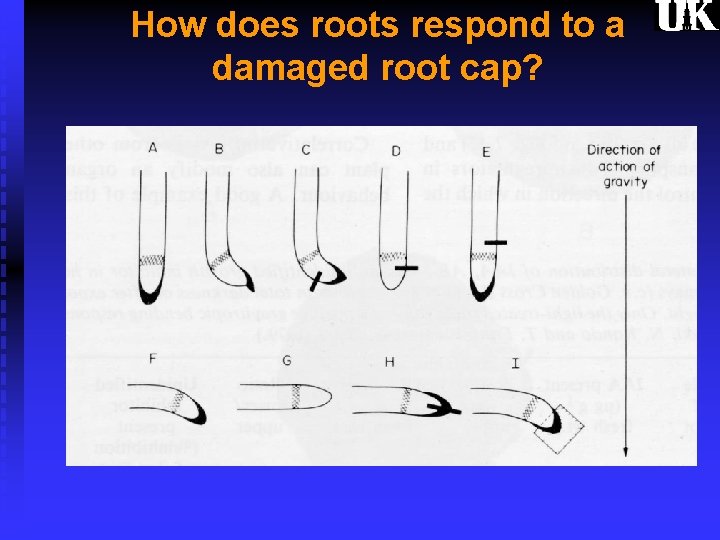 How does roots respond to a damaged root cap? 