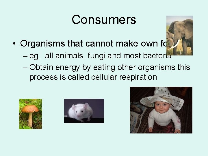 Consumers • Organisms that cannot make own food. – eg. all animals, fungi and