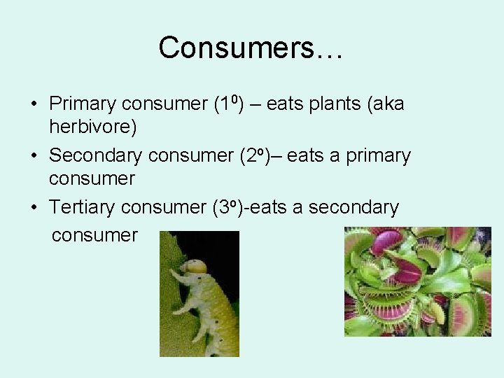 Consumers… • Primary consumer (10) – eats plants (aka herbivore) • Secondary consumer (2