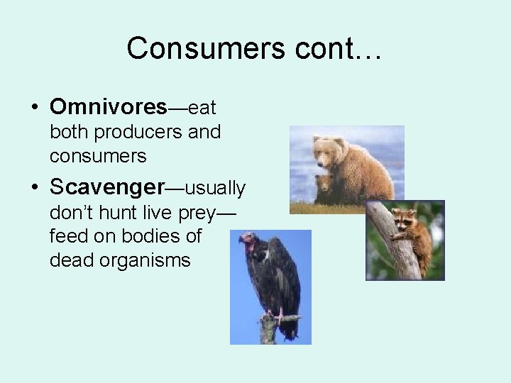 Consumers cont… • Omnivores—eat both producers and consumers • Scavenger—usually don’t hunt live prey—
