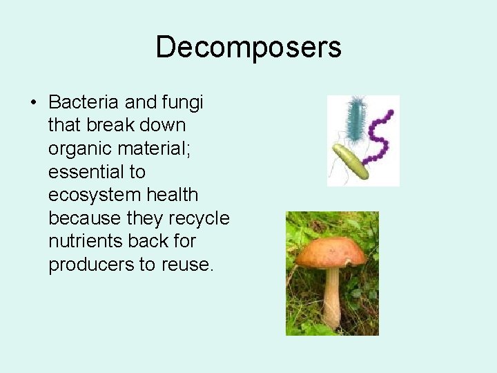 Decomposers • Bacteria and fungi that break down organic material; essential to ecosystem health