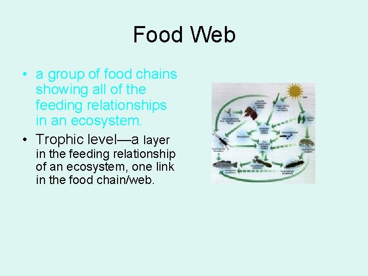 Food Web • a group of food chains showing all of the feeding relationships
