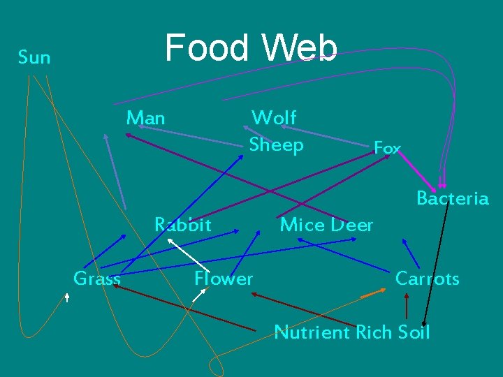 Food Web Sun Man Wolf Sheep Fox Bacteria Rabbit Grass Flower Mice Deer Carrots
