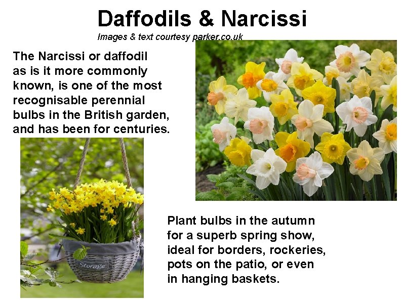 Daffodils & Narcissi Images & text courtesy parker. co. uk The Narcissi or daffodil