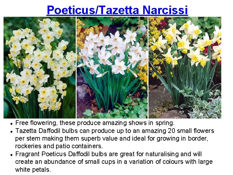 Poeticus/Tazetta Narcissi Free flowering, these produce amazing shows in spring. Tazetta Daffodil bulbs can