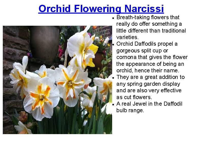 Orchid Flowering Narcissi Breath-taking flowers that really do offer something a little different than