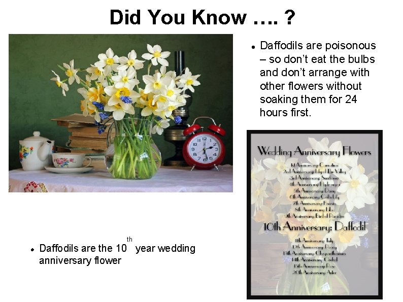 Did You Know …. ? th Daffodils are the 10 year wedding anniversary flower