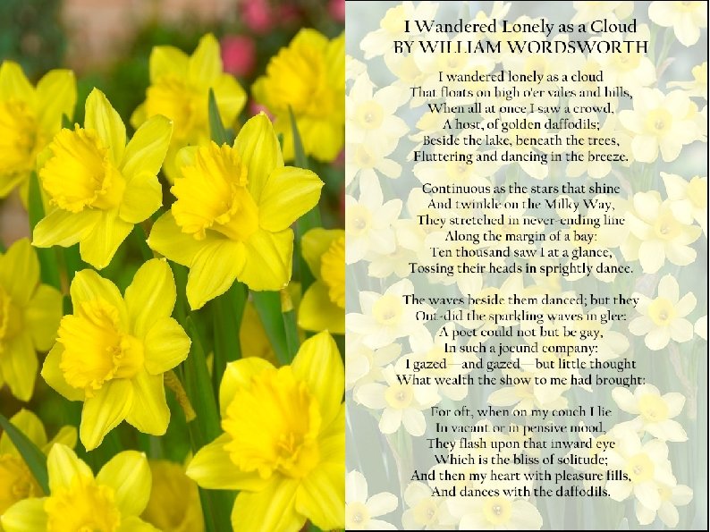 Daffodil Varieities 
