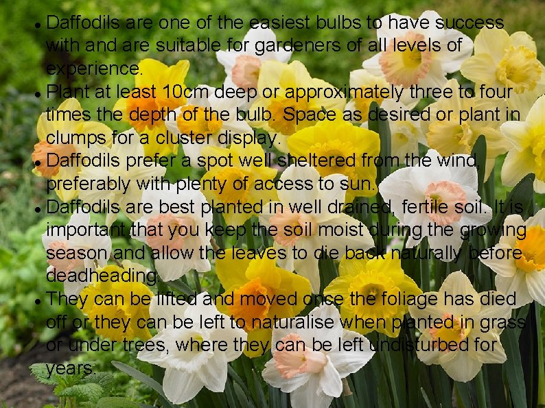 Daffodils are one of the easiest bulbs to have success with and are suitable