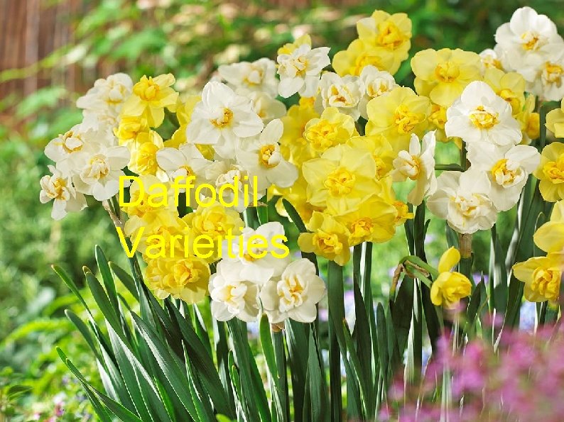 Daffodil Varieities 