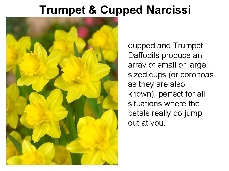 Trumpet & Cupped Narcissi Cupped and Trumpet Daffodils produce an array of small or