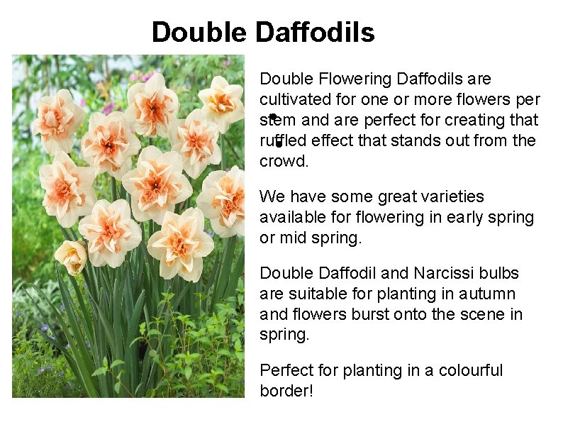 Double Daffodils Double Flowering Daffodils are cultivated for one or more flowers per stem
