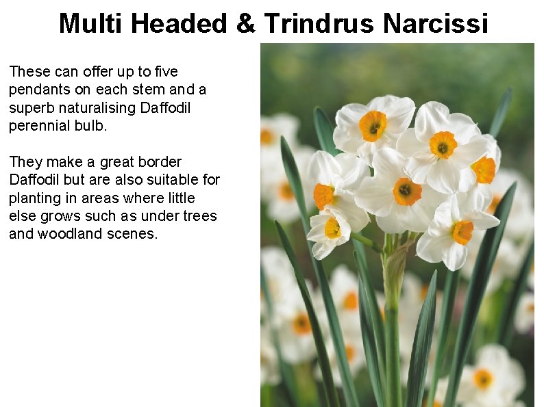 Multi Headed & Trindrus Narcissi These can offer up to five pendants on each