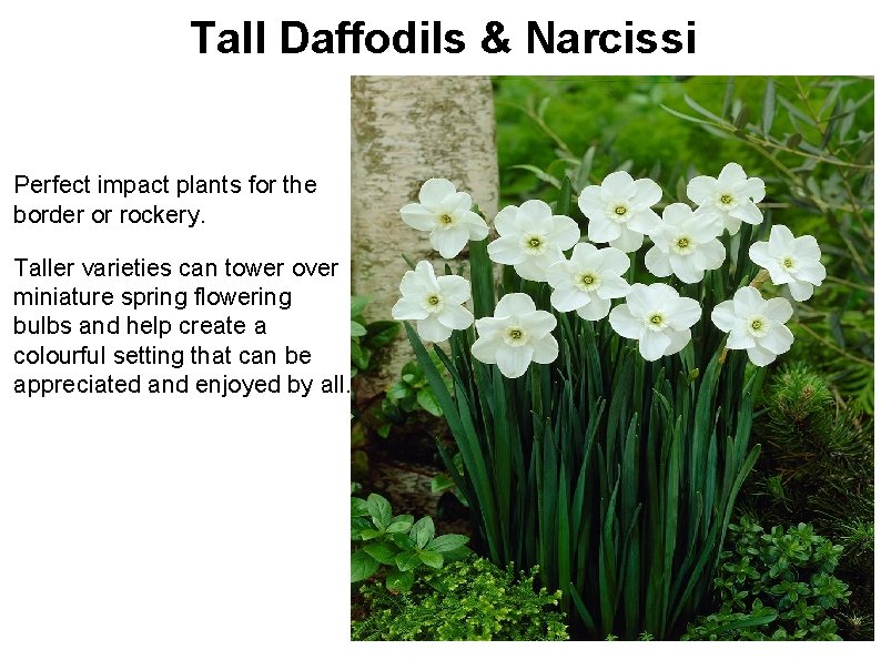 Tall Daffodils & Narcissi Perfect impact plants for the border or rockery. Taller varieties