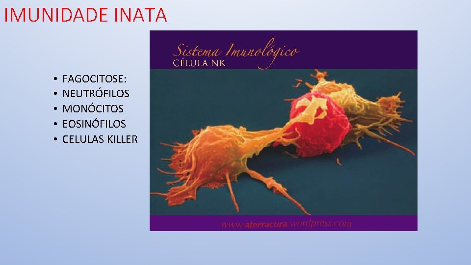 IMUNIDADE INATA • • • FAGOCITOSE: NEUTRÓFILOS MONÓCITOS EOSINÓFILOS CELULAS KILLER 