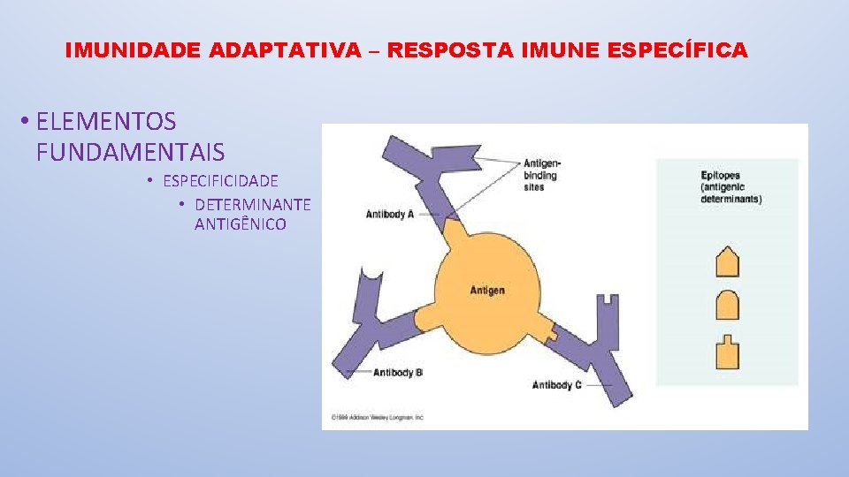 IMUNIDADE ADAPTATIVA – RESPOSTA IMUNE ESPECÍFICA • ELEMENTOS FUNDAMENTAIS • ESPECIFICIDADE • DETERMINANTE ANTIGÊNICO