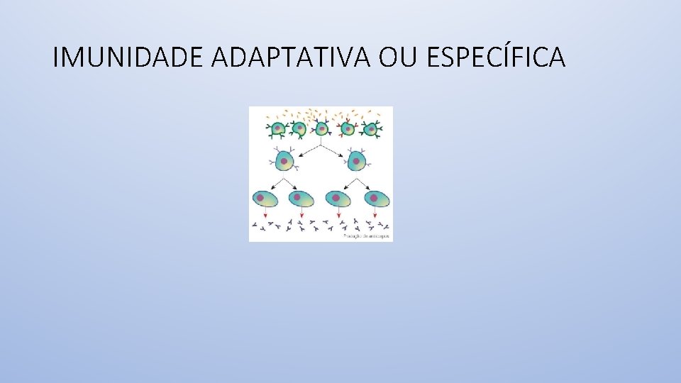 IMUNIDADE ADAPTATIVA OU ESPECÍFICA 