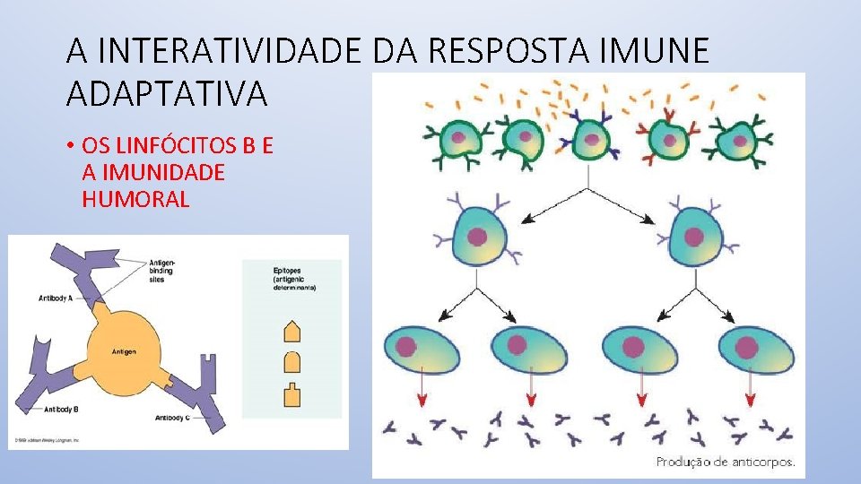 A INTERATIVIDADE DA RESPOSTA IMUNE ADAPTATIVA • OS LINFÓCITOS B E A IMUNIDADE HUMORAL