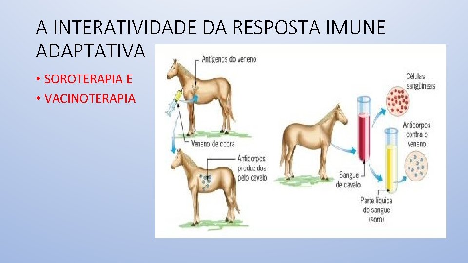 A INTERATIVIDADE DA RESPOSTA IMUNE ADAPTATIVA • SOROTERAPIA E • VACINOTERAPIA 