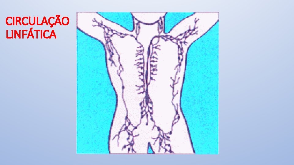 CIRCULAÇÃO LINFÁTICA 