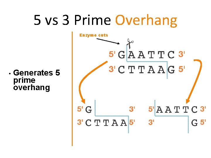 5 vs 3 Prime Overhang Enzyme cuts • Generates 5 prime overhang 