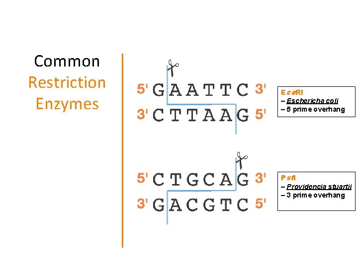 Common Restriction Enzymes Eco. RI – Eschericha coli – 5 prime overhang Pstl –