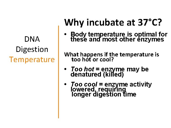 Why incubate at 37°C? DNA Digestion Temperature • Body temperature is optimal for these