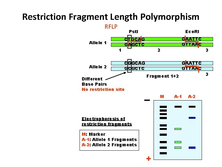 Restriction Fragment Length Polymorphism RFLP Allele 1 1 Allele 2 Pst. I Eco. RI