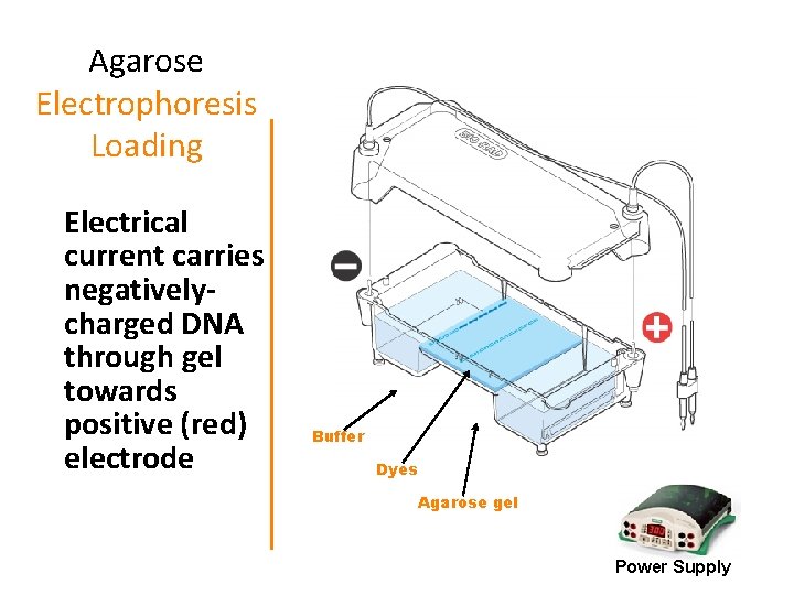 Agarose Electrophoresis Loading Electrical current carries negativelycharged DNA through gel towards positive (red) electrode