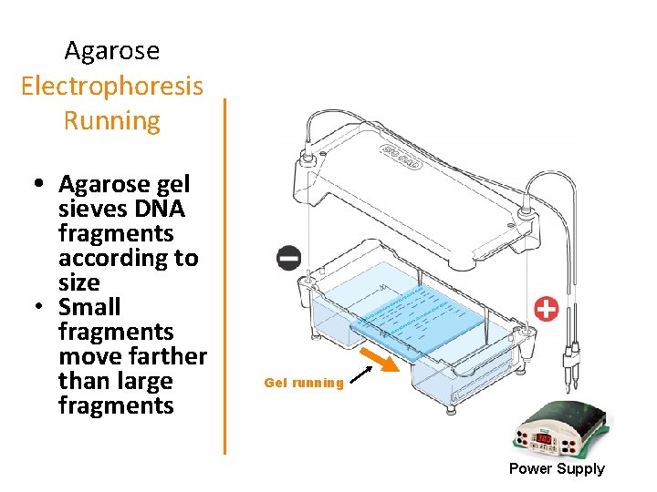 Agarose Electrophoresis Running • Agarose gel sieves DNA fragments according to size • Small