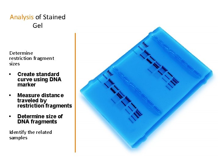 Analysis of Stained Gel Determine restriction fragment sizes • Create standard curve using DNA